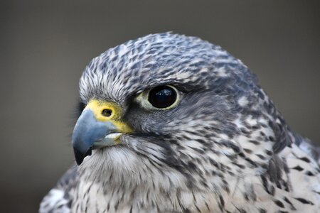 Kestrel falcon predator