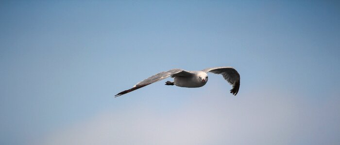 Flying seagull water bird