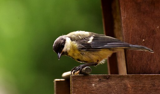 Feed bird nature photo