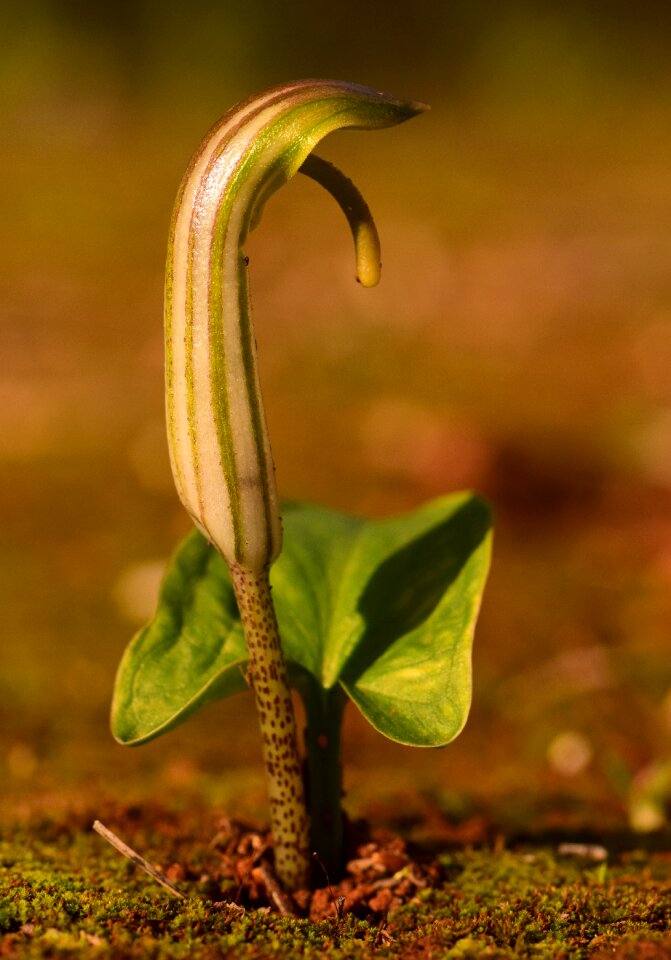 Awakening green small