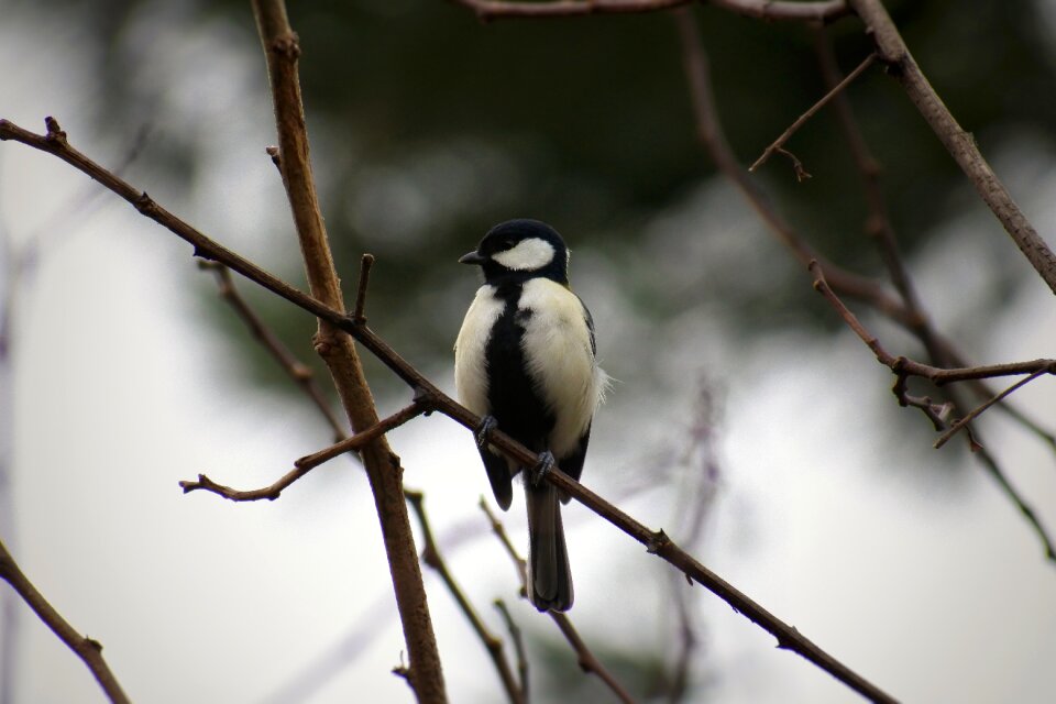Twigs bird wild birds
