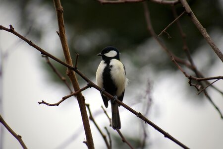 Twigs bird wild birds photo