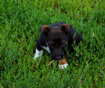 Puppy male masik