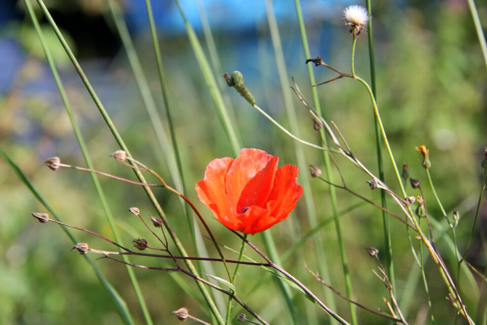 Klatschmohn nature summer