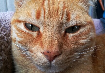 Pet look face