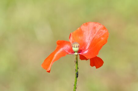 Injured red poppy flower