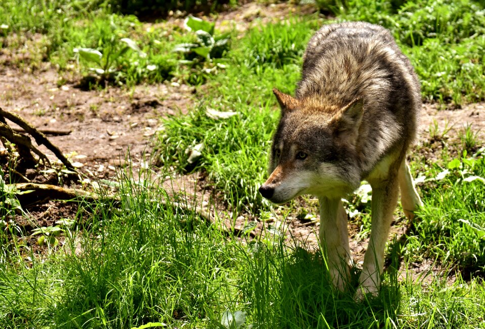 Animal world predator animal