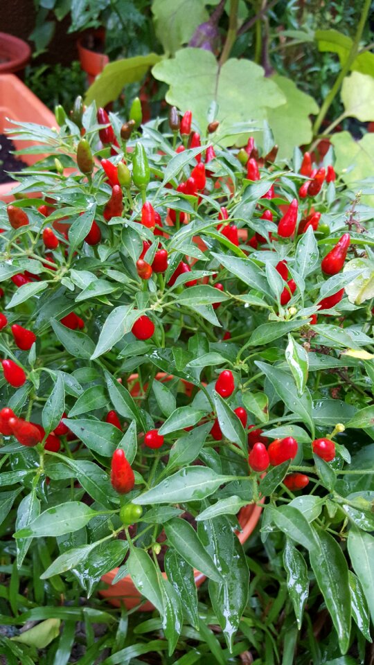 Thai chili spices chili