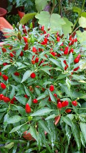 Thai chili spices chili