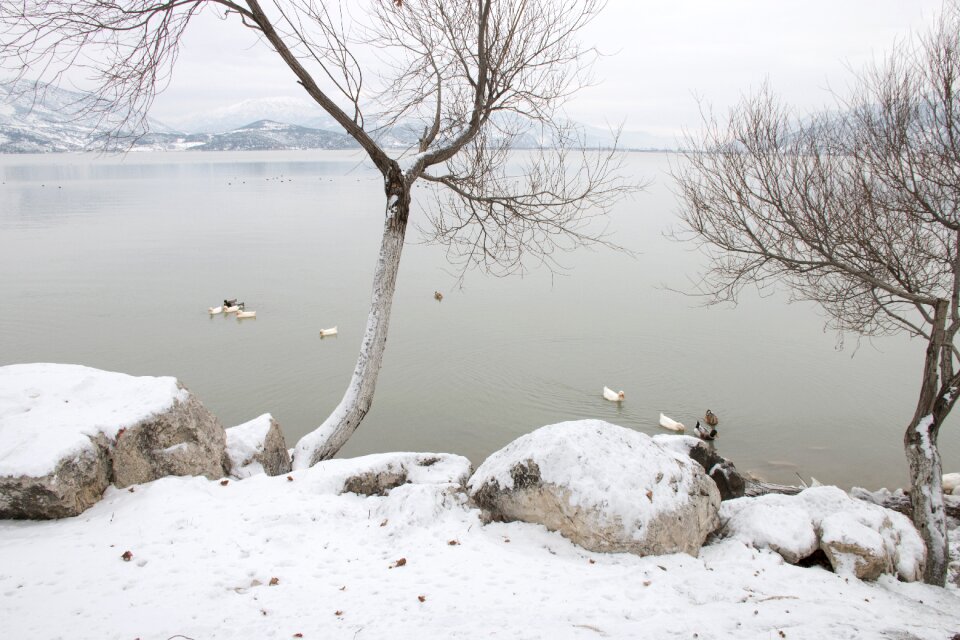 Lake nature turkey turkey