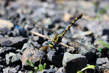 Nature insect pierre