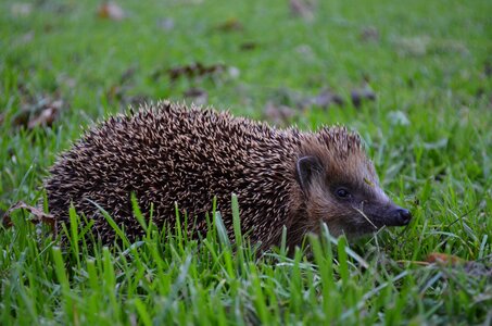 Animal world meadow animal