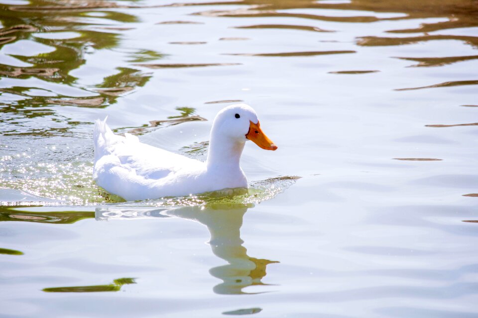 Duck pool nature