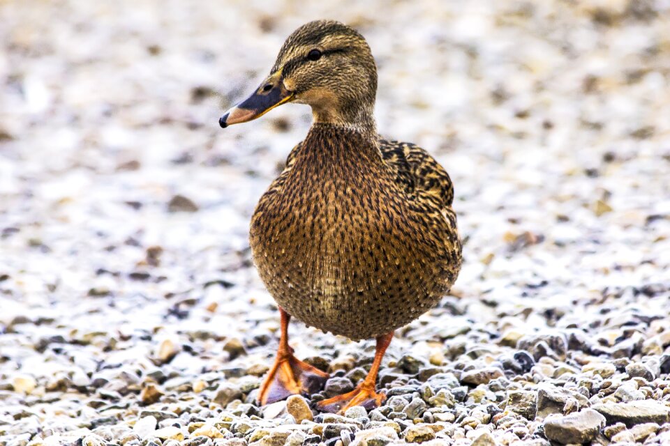 Pond duck bird waterfowl