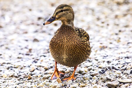 Pond duck bird waterfowl