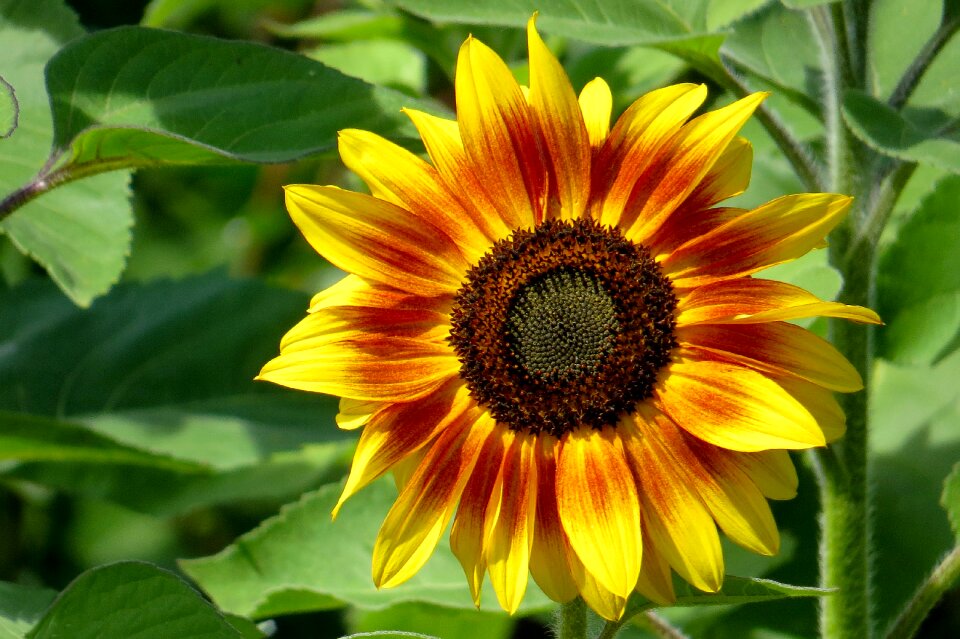 Flower summer yellow orange
