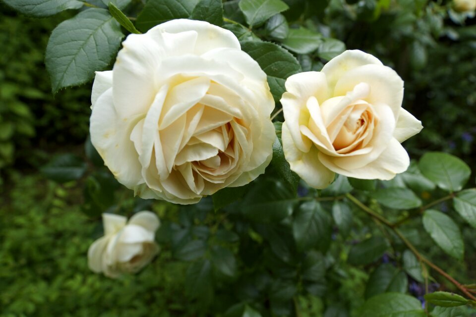 Garden rose bloom pale yellow rose