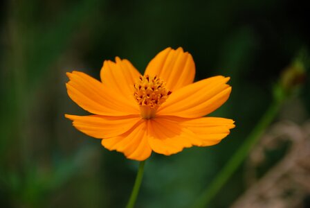 Nature orange flower isolated flower photo