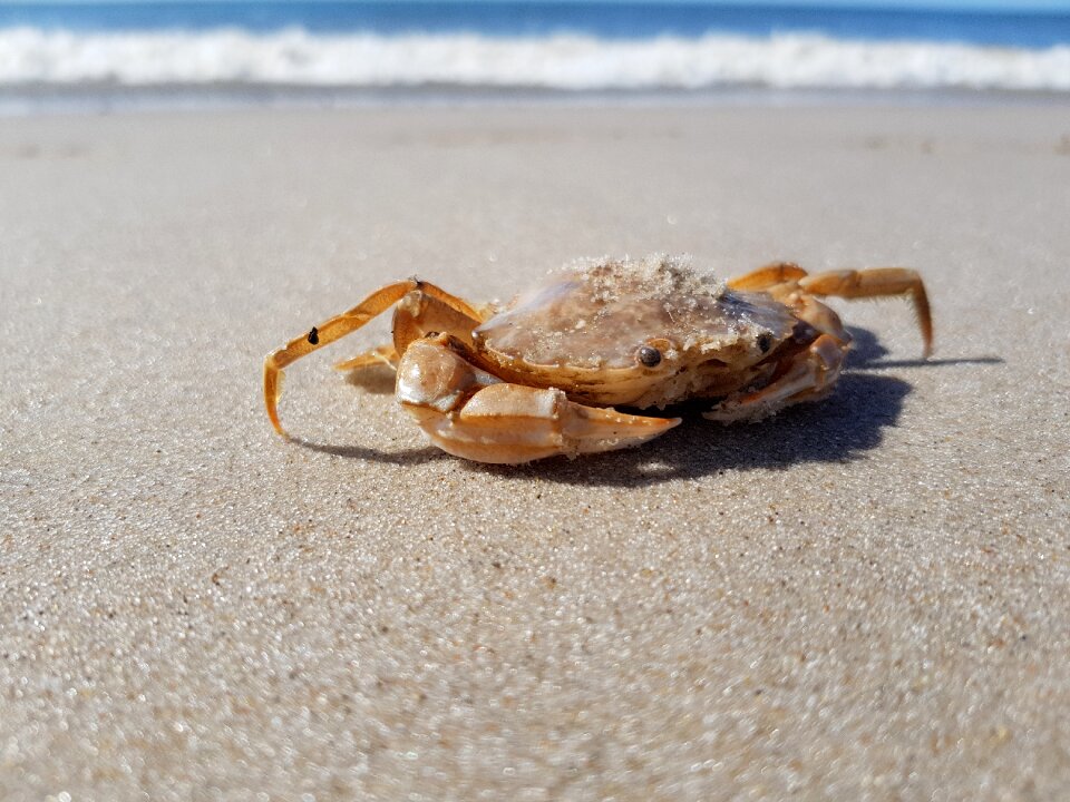 Meeresbewohner shear north sea crab