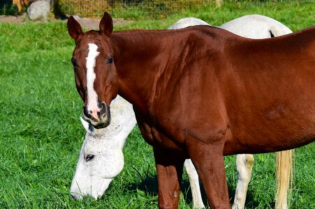 White farm animal photo