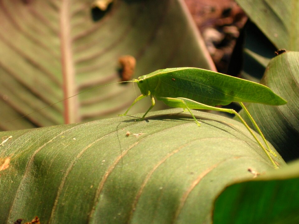 Wildlife insect leaf photo