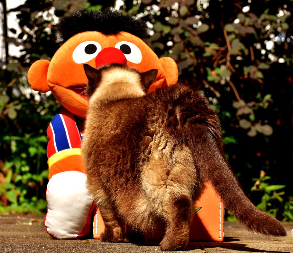 Curious ernie plush