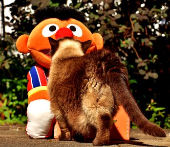 Curious ernie plush
