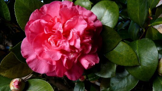 Spring garden nature