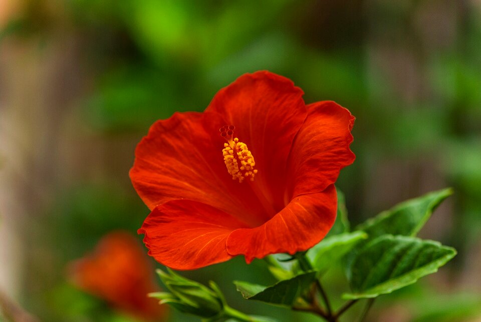 Beautiful flowers flowers plant