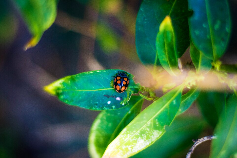 Ladybug summer natural