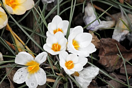 Spring flower spring flower