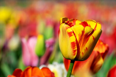 Tulips tulpenbluete flowers photo
