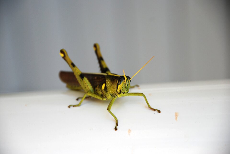 Nature bug invertebrate