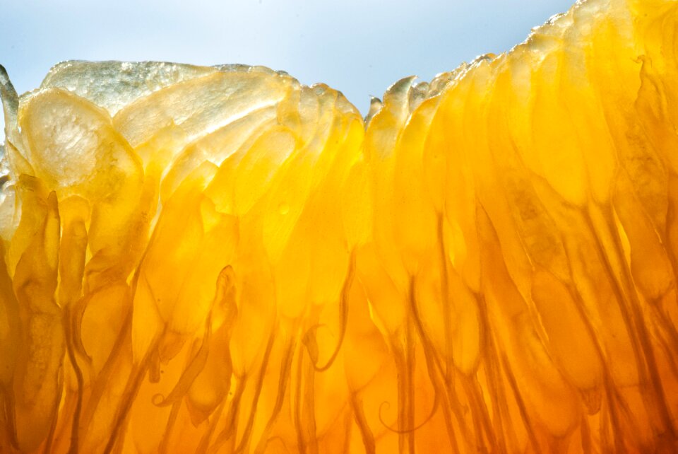 Citrus fresh healthy