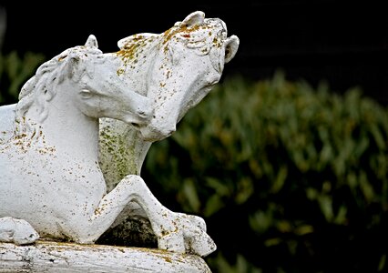 Art horse head statue photo