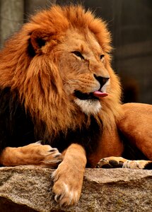 Mane big cat male