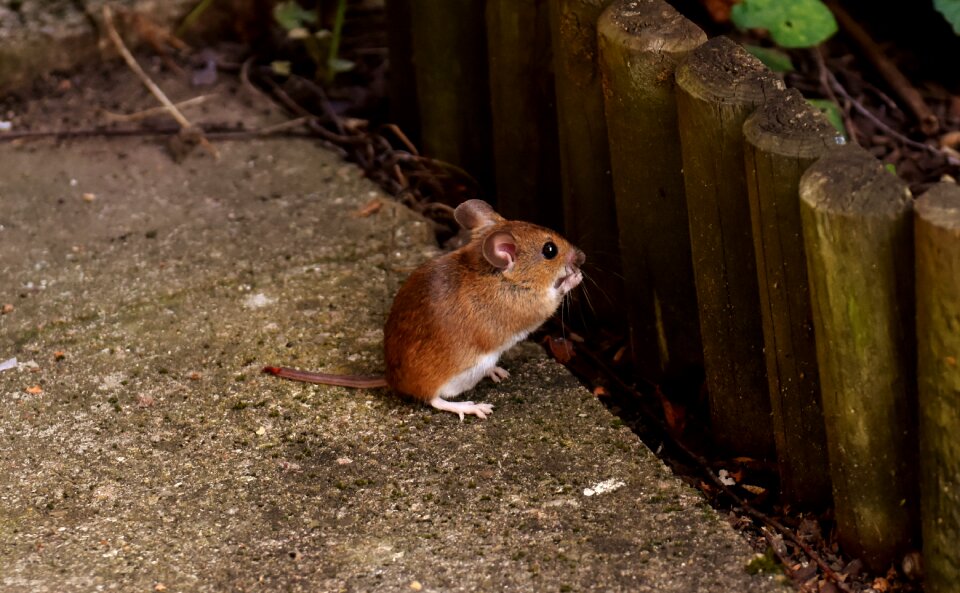 Foraging mouse mammal