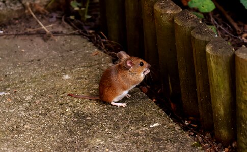Foraging mouse mammal photo