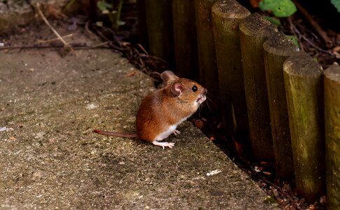 Foraging mouse mammal