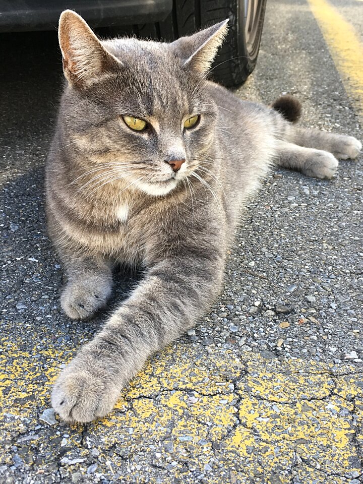 Tiger cat animal mieze