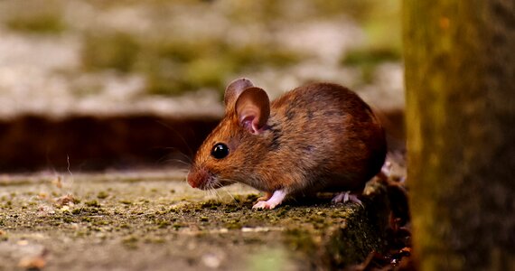 Foraging mouse mammal photo