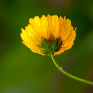 Yellow daisies beautiful flowers natural