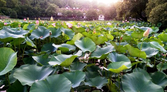 Pond flora aquatic photo