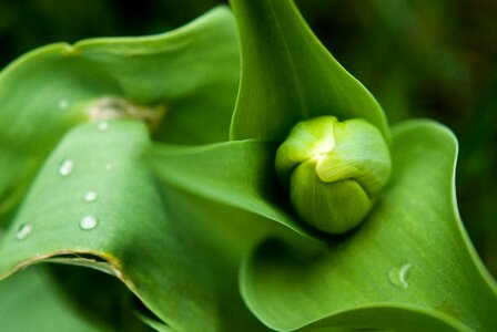 Flower floral blossom photo