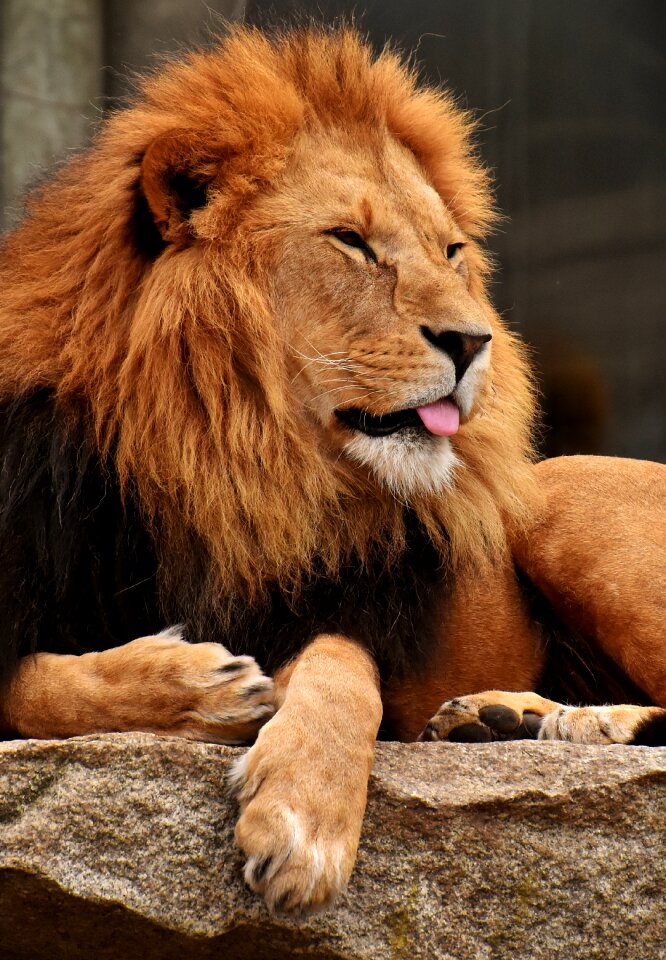 Mane big cat male photo