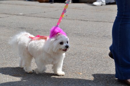 White pet parade