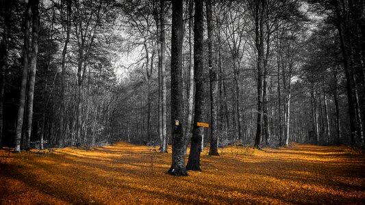 Fall foliage golden autumn nature