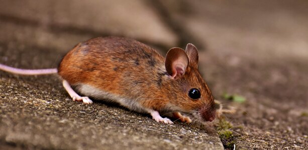 Foraging mouse mammal photo