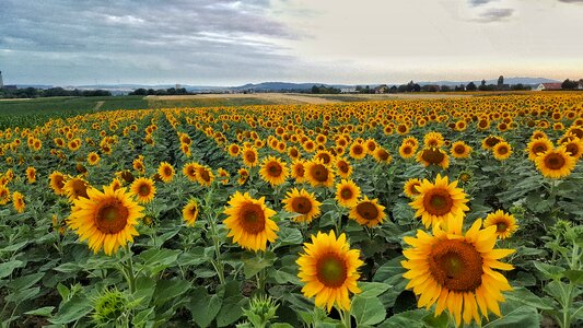 Sunflower nature sky