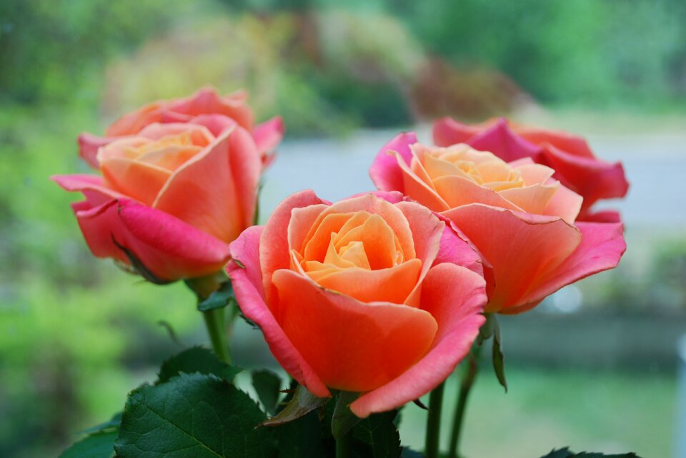 Rose pink roses flower